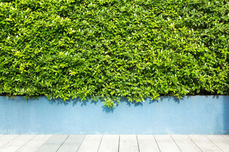 Wood texture on green grass backgroundの写真素材