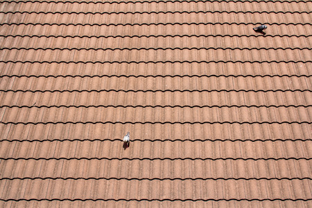 Modern tiles roof,birdの写真素材