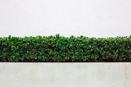 bush wall on white wallの写真素材