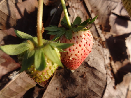 Strawberry tree and young strawberry and Dry leaf at strawberry farm. outdoor photo. fruit photo.の写真素材