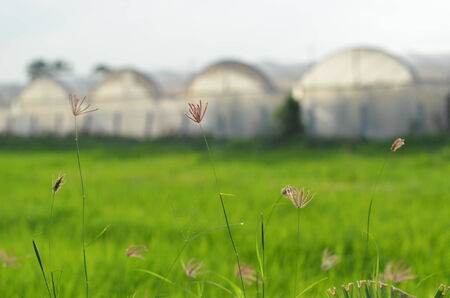 Isolate grass with greenhouse farm backgroundの写真素材
