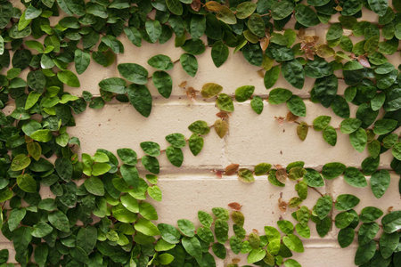 Wall background with fresh plantの写真素材