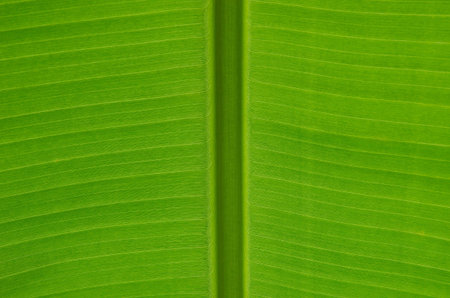 Banana leaf texture with rim lighting showing fine texture