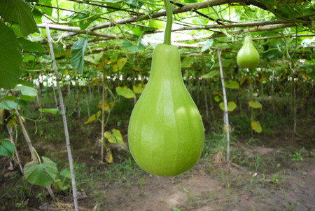 Bottle gourdの写真素材