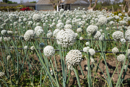 Onion field in flowering stageの写真素材