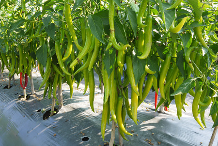Hot pepper plant in fruiting stage with too many fruitsの写真素材