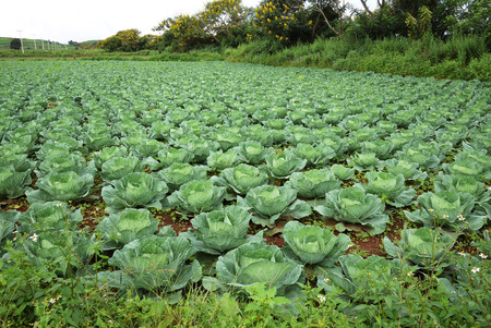 Cabbage field in vegetative stageの写真素材