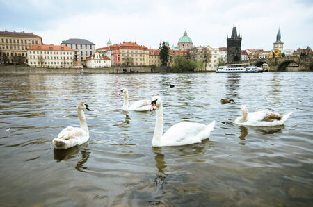 Swan with urban background in Prague, Czech Republicの写真素材