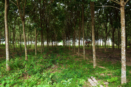 Rubber treeのeditorial素材