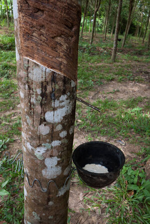 Rubber treeのeditorial素材