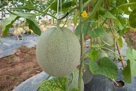 Japanese melon crop in fruiting stageのeditorial素材