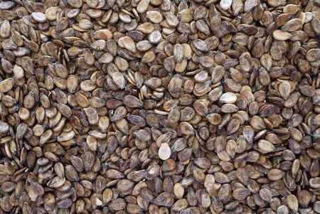 Watermelon seed textureの写真素材