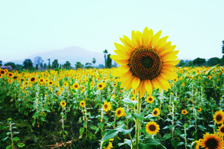 Sunflower field with mountain backgroundの写真素材