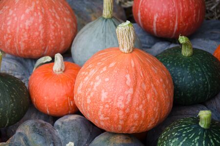 Fresh squashの写真素材