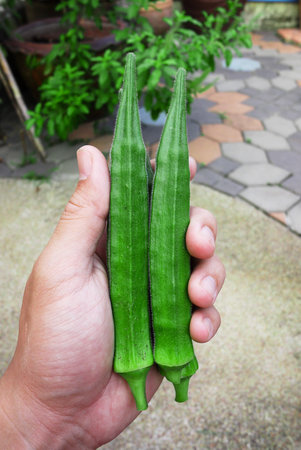 Okra in hand