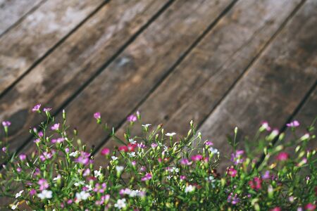 Gypsophila flower with wooden texture background with empty space frameの写真素材
