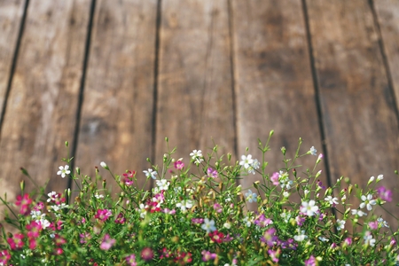 Gypsophila flower with wooden texture background with empty space frameの写真素材