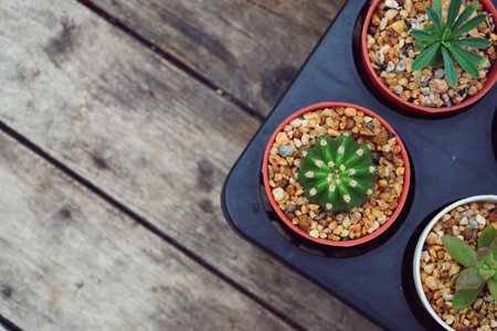 Various succulent pot plant on wooden table for home decoration