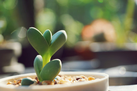 Various succulent pot plant on wooden table for home decoration