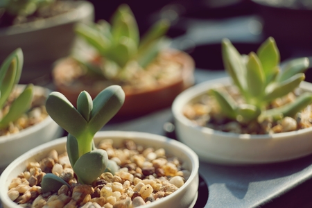 Various succulent pot plant on wooden table for home decorationの写真素材