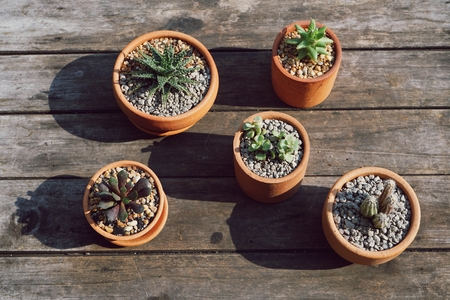 Various succulent pot plant on wooden table for home decorationの写真素材