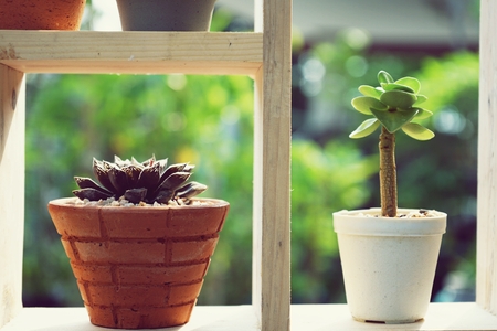 Small succulent pot plants decorative on wood window frame with morning warm lightの写真素材