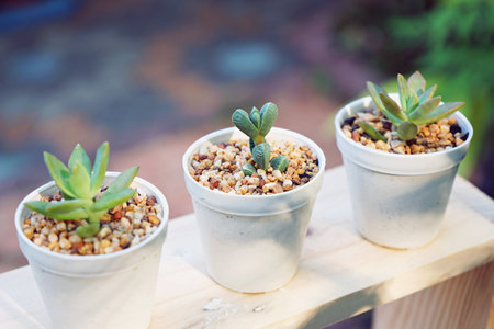 Small succulent pot plants decorative on wood window frame with morning warm light