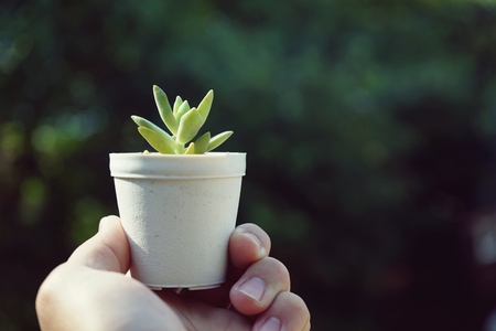 Little cute succulent pot plant giving with hand and blur garden background under morning warm lightの写真素材