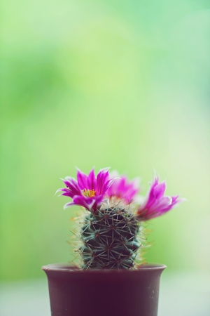 Little cuctus pot plant with blooming flower on wood table with blur green garden backgroundの写真素材