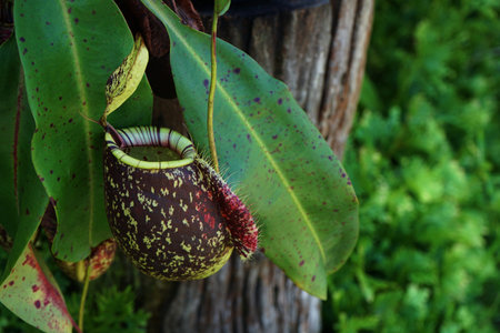 Tropical pitcher plant with many flower cups, carnivorous plant eating insect, climbing plantの写真素材
