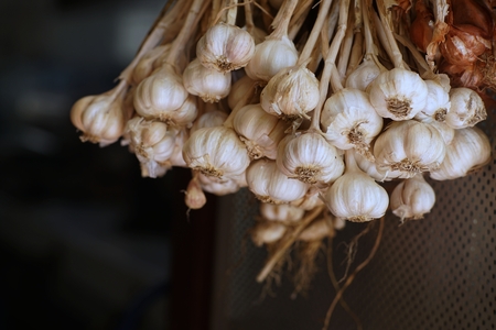Fresh raw garlic, copy spaceの写真素材