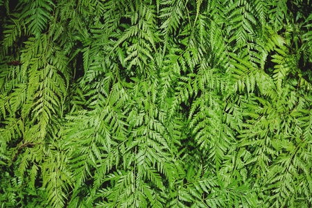 Fresh fern fern background texture, wallpaper conceptの写真素材