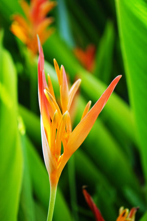 Blooming bird of paradise flower with green leaf background