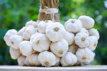 Fresh raw garlic bundle, kitchen raw ingredient concept, copy spaceの写真素材