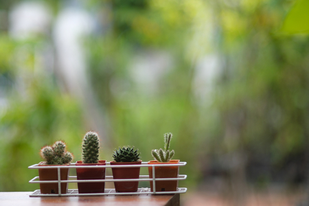 Small cactus pot plant with green garden background in backyard, copy spaceの写真素材