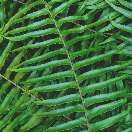 Green fern texture detail background, copy spaceの写真素材