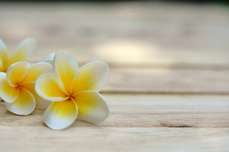 Yellow and pink plumeria flower on wooden board background, copy space, relaxation pagoda flowerの写真素材