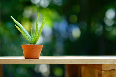 Small aloe vera potplant on wooden table in blur green garden background, copy spaceの写真素材