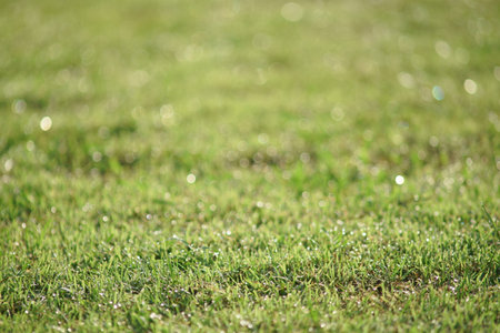Dew droplet on top of green grass in warm morning light, with smooth nice bokeh