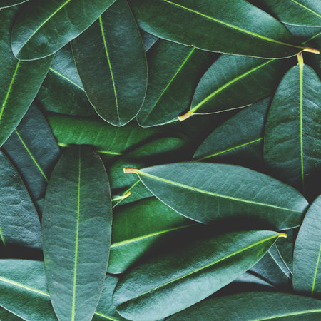 Green leaf arranged into pattern texture background, tropical nature relaxation wallpaper texture,...