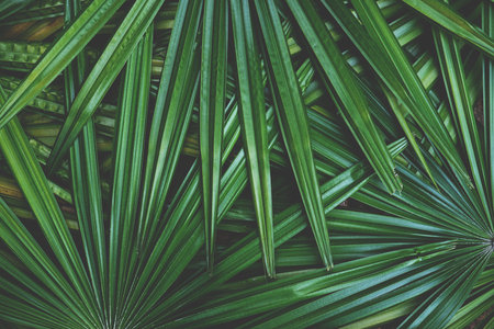 Dark green leaf texture background, tropical jungle tone design conceptの写真素材