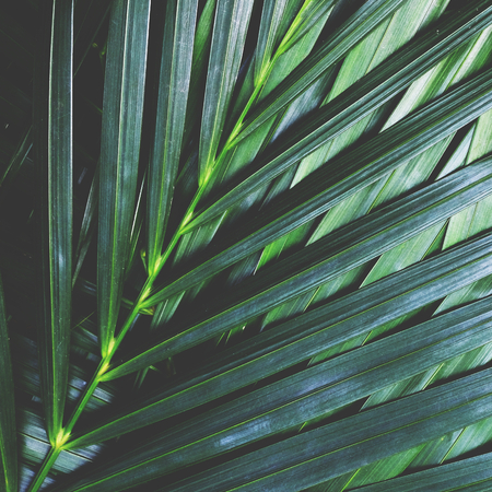 Palm leaf texture pattern background, nature texture conceptの写真素材
