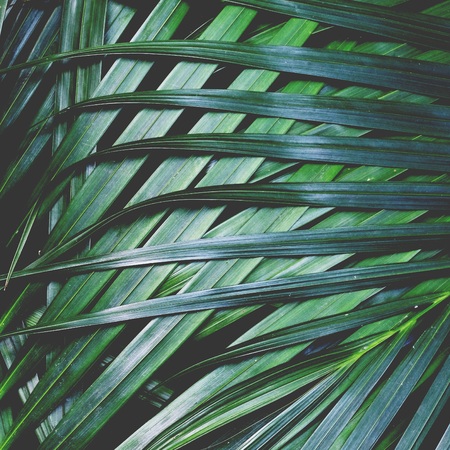 Palm leaf texture pattern background, nature texture conceptの写真素材
