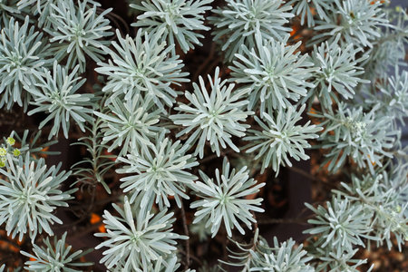 Succulent pattern texture, kalanchoe, cactus