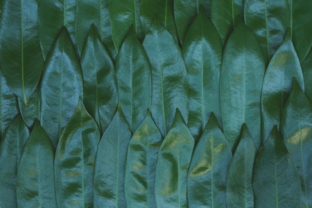 Dark green leaf pattern textureの写真素材