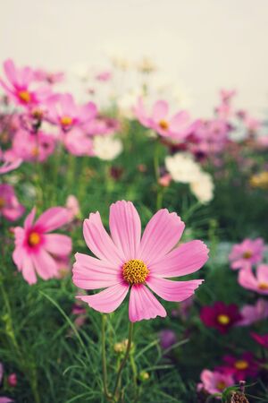Beautiful pink cosmos flower blooming in backyard garden, copy spaceの写真素材