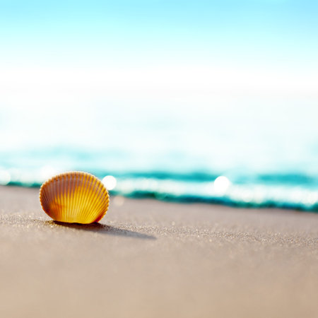 shell on the ocean beach