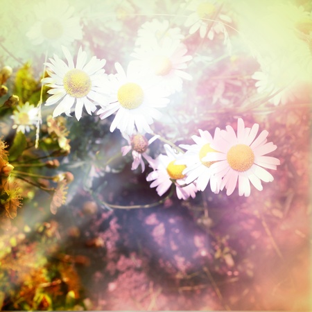 grunge flower backgroundの写真素材