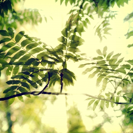 vintage nature backgroundの写真素材