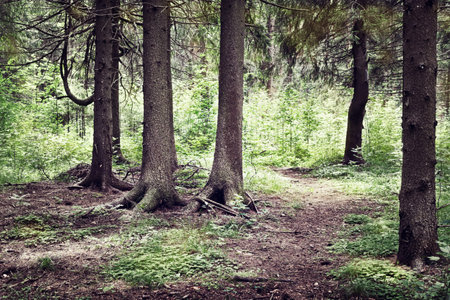 summer backgroundの写真素材